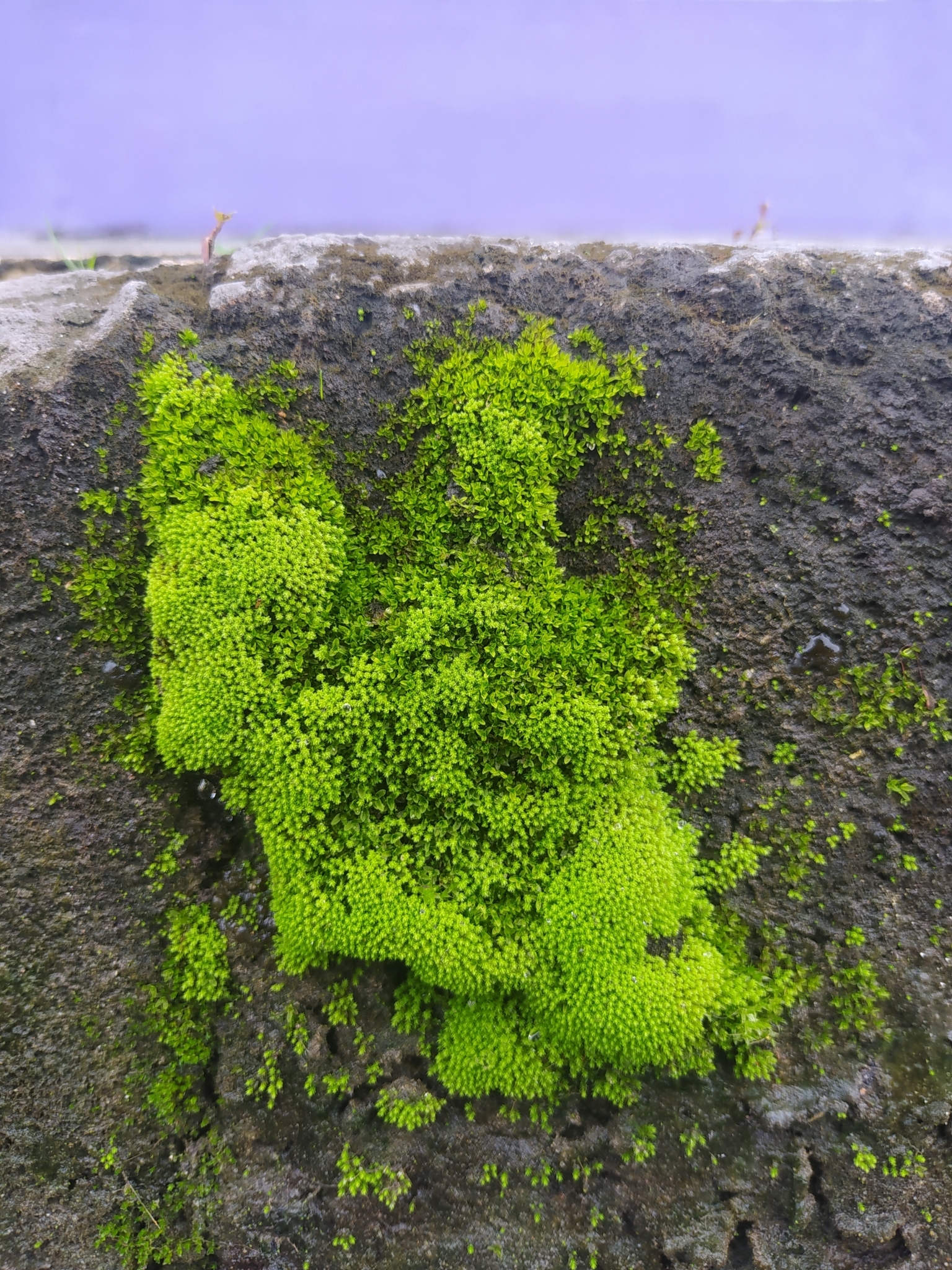Dicranoweisia cirrata