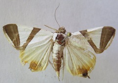 Eulepidotis rectimargo