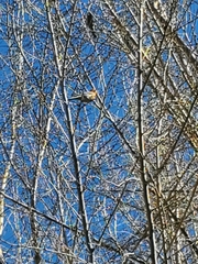 Haemorhous mexicanus