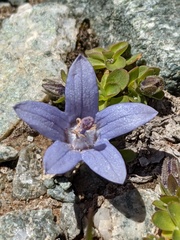 Campanula cenisia