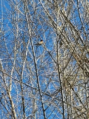 Haemorhous mexicanus