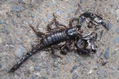 Heterometrus thorellii