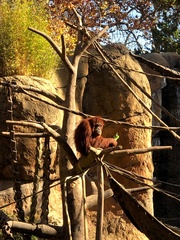 Pongo