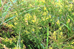 Aspalathus intermedia