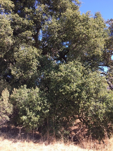 iNaturalist observation photo of coast live oak