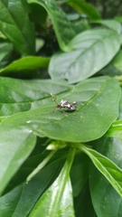 Merocoris