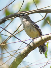 Cercotrichas hartlaubi