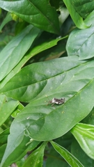 Merocoris