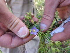 Polemonium foliosissimum