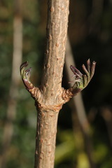 Sambucus nigra