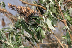 Buddleja davidii