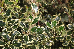 Ilex aquifolium
