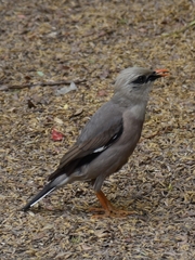 Acridotheres burmannicus