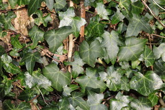 Hedera helix