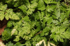 Anthriscus sylvestris
