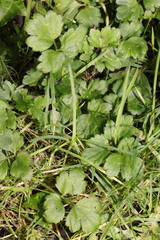 Ranunculus repens
