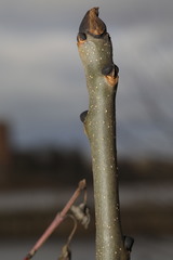 Fraxinus excelsior