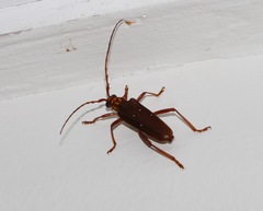 Dejanira quadripunctata