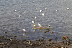 Chroicocephalus ridibundus