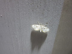 Parapoynx badiusalis