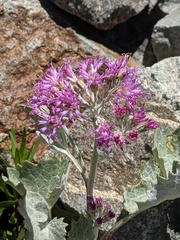 Adenostyles leucophylla