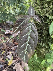 Phyllantheae
