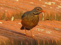 Turdus libonyana