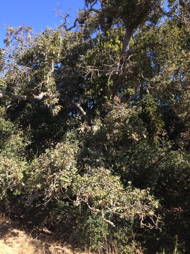 iNaturalist observation photo of valley oak