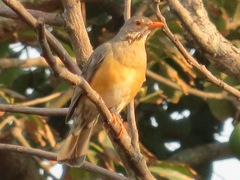 Turdus libonyana