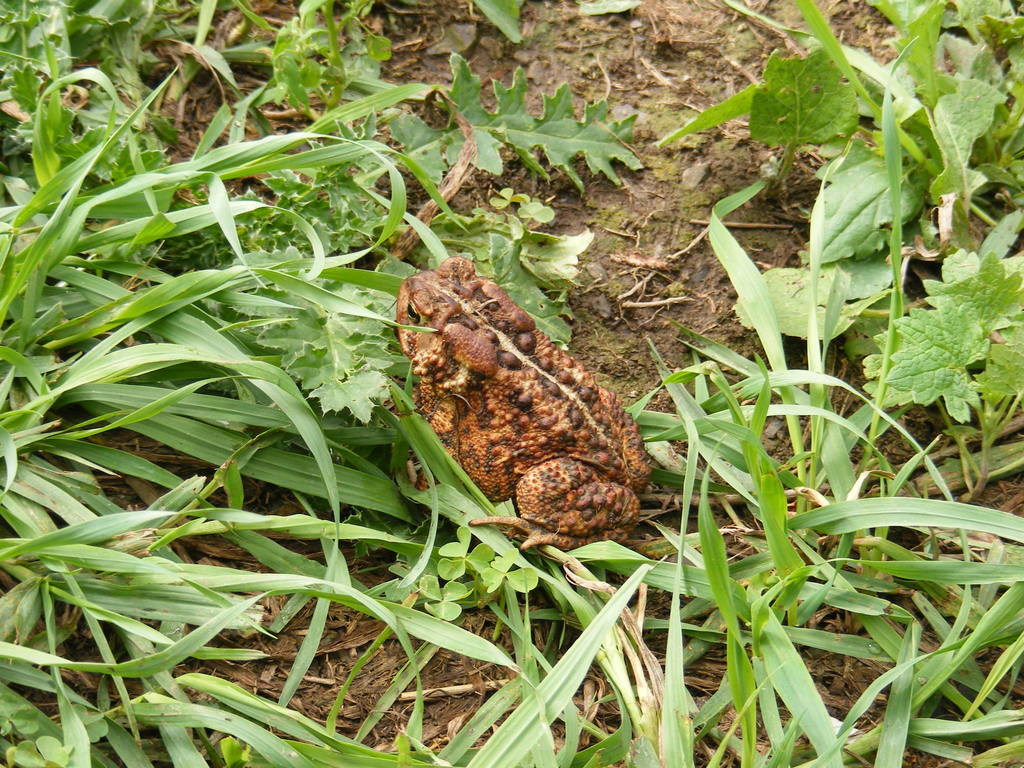 American Toad from 2994 Lake Rd, Benson, VT 05743, USA on September 12 ...