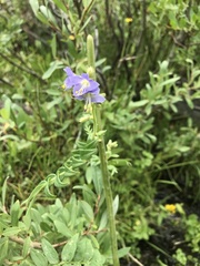 Polemonium occidentale occidentale