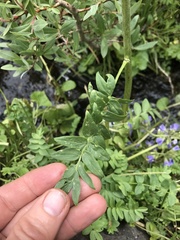 Polemonium occidentale occidentale