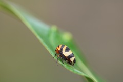 Adippe histrio