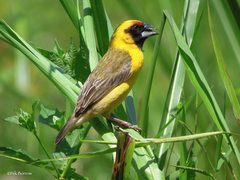 Pachyphantes superciliosus