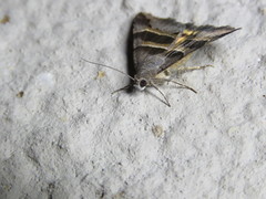 Grammodes euclidioides