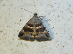Grammodes euclidioides