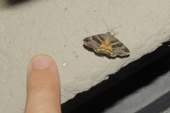 Grammodes euclidioides