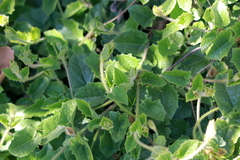 Thunbergia gregorii