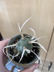 Tephrocactus