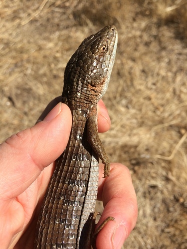 iNaturalist observation photo of California Alligator Lizard