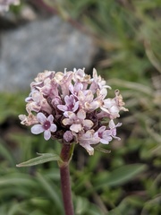 Valeriana saliunca