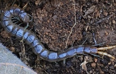 Arthrorhabdus pygmaeus