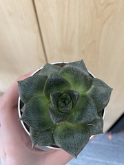 Echeveria purpusorum