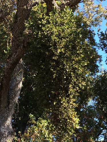 iNaturalist observation photo of oak mistletoe