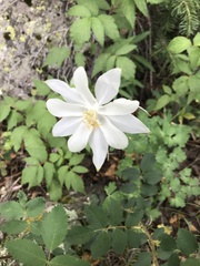 Aquilegia coerulea