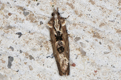 Oxysemaphora notialis