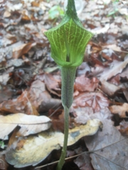 Arisaema macrospathum