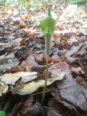 Arisaema macrospathum