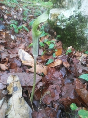Arisaema macrospathum