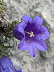 Campanula alpestris